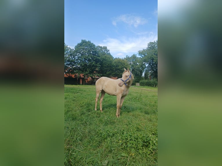 Andere Rassen Mix Hengst 1 Jaar 142 cm Champagne in Voltlage