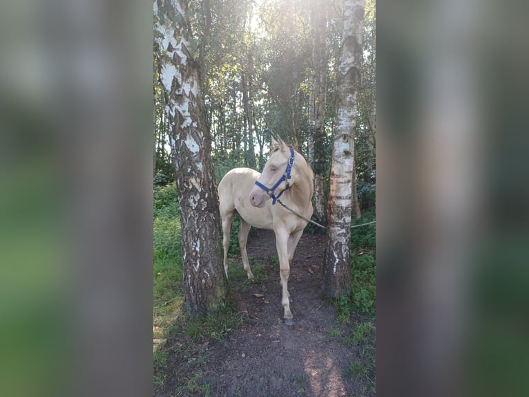 Andere Rassen Mix Hengst 1 Jaar 142 cm Champagne in Voltlage