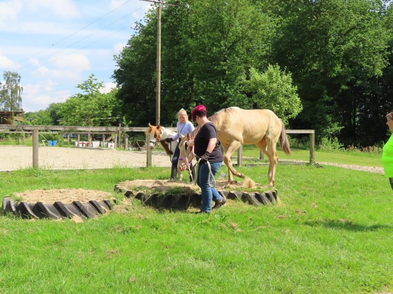 Andere Rassen Mix Hengst 1 Jaar 142 cm Champagne in Voltlage