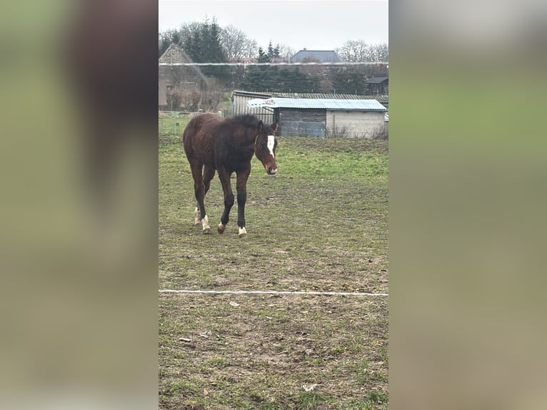 Andere Rassen Mix Hengst 1 Jaar 145 cm Bruin in Groß Pinnow