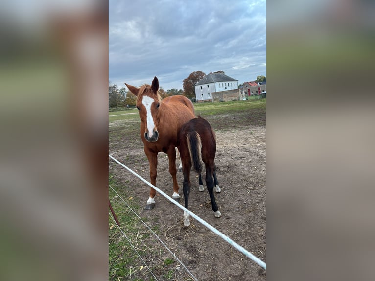 Andere Rassen Mix Hengst 1 Jaar 145 cm Bruin in Groß Pinnow
