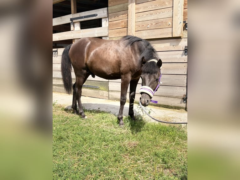 Andere Rassen Mix Hengst 1 Jaar 145 cm Zwartbruin in Swarzędz