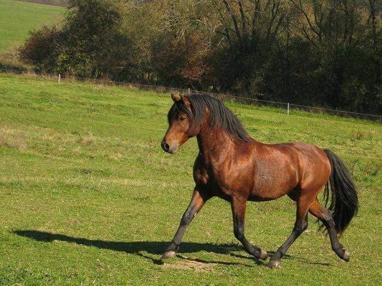 Andere Rassen Mix Hengst 1 Jaar 150 cm Bruin in Tasnovice