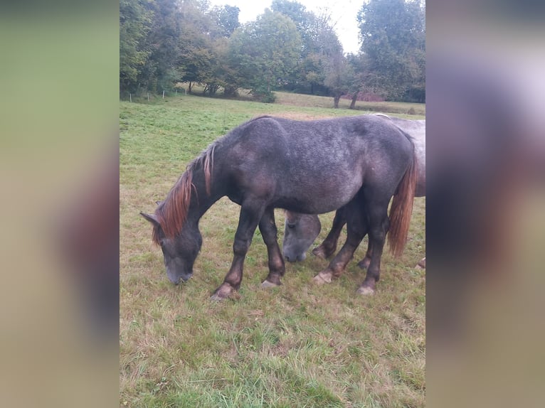 Andere Rassen Hengst 1 Jaar 150 cm Schimmel in BIELLA