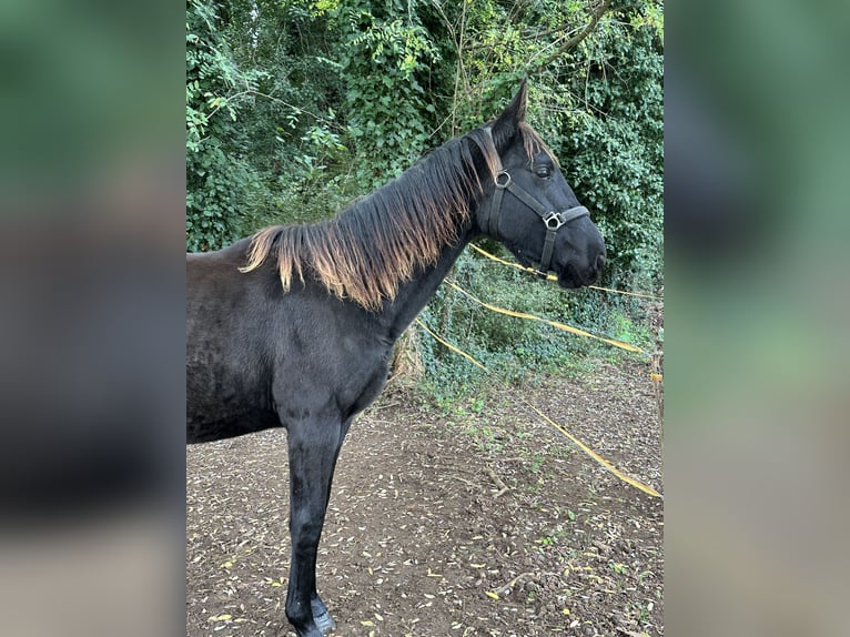 Andere Rassen Hengst 1 Jaar 150 cm Zwart in Poreč