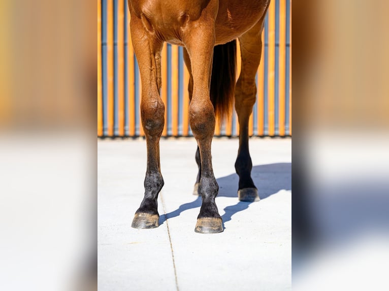 Andere Rassen Hengst 1 Jaar 153 cm Bruin in Moalde (San Mamede)