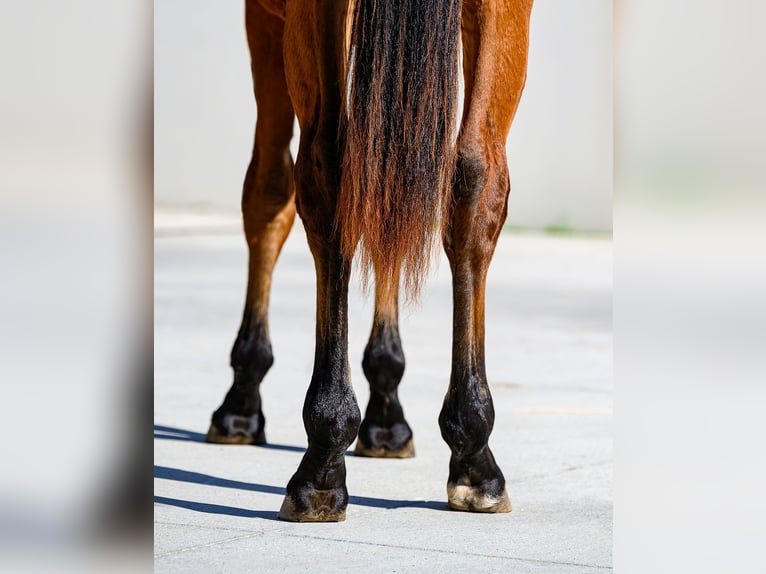 Andere Rassen Hengst 1 Jaar 153 cm Bruin in Moalde (San Mamede)