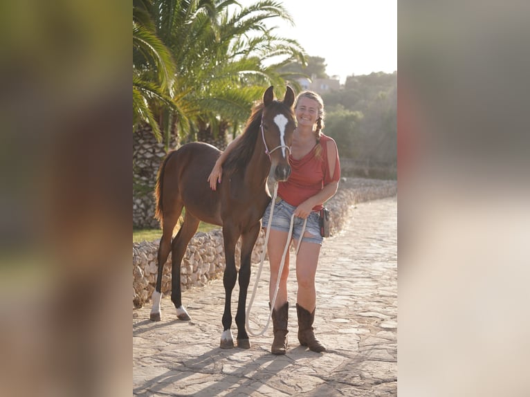 Andere Rassen Hengst 1 Jaar 155 cm Donkerbruin in Porto Cristo