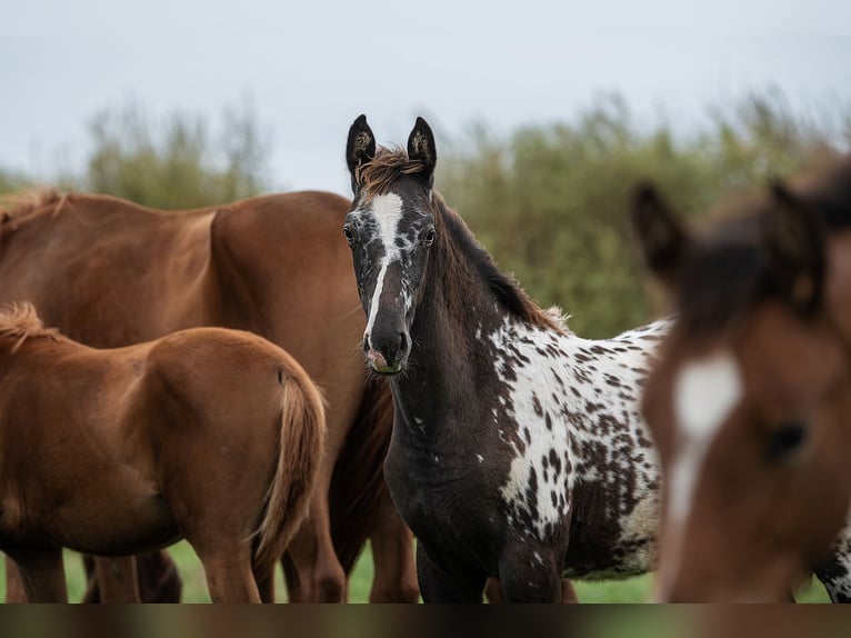 Andere Rassen Mix Hengst 1 Jaar 164 cm Appaloosa in Augšdaugavas novads