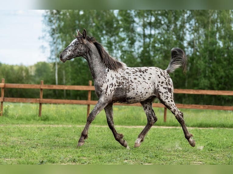 Andere Rassen Mix Hengst 1 Jaar 165 cm Appaloosa in Aug&#x161;daugavas novads