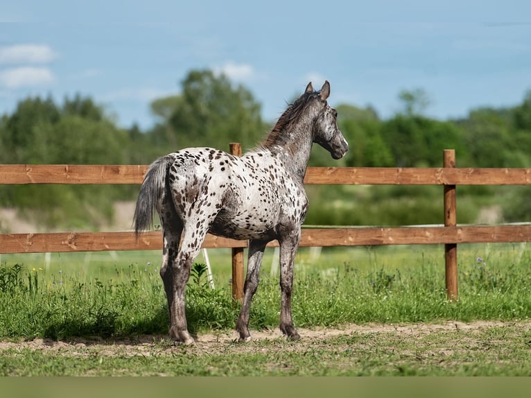 Andere Rassen Mix Hengst 1 Jaar 165 cm Appaloosa in Aug&#x161;daugavas novads