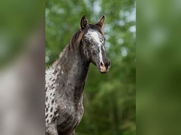 Andere Rassen Mix Hengst 1 Jaar 165 cm Appaloosa in Aug&#x161;daugavas novads