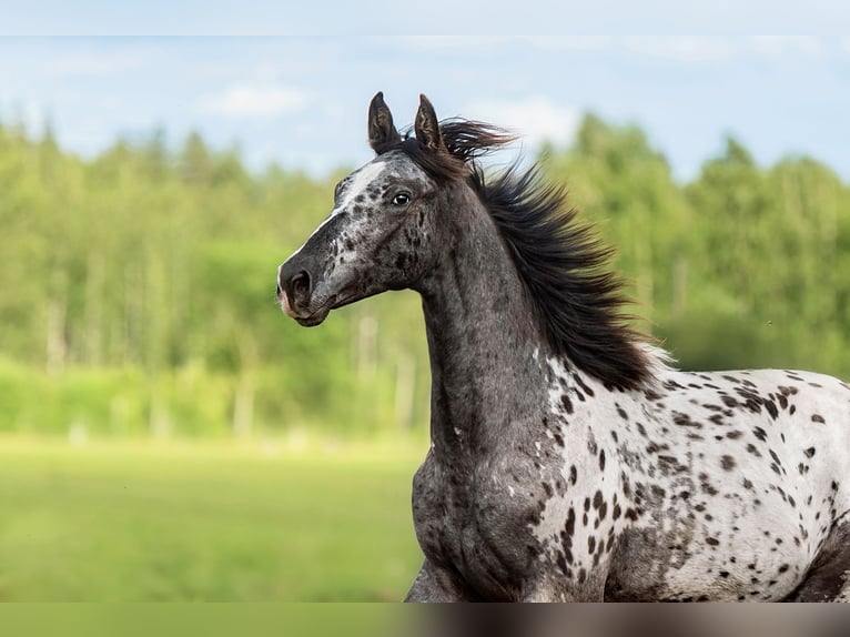 Andere Rassen Mix Hengst 1 Jaar 165 cm Appaloosa in Aug&#x161;daugavas novads