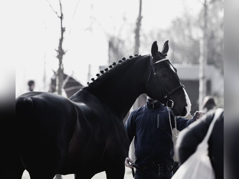 Andere Rassen Hengst 1 Jaar 165 cm Bruin in Le Pin