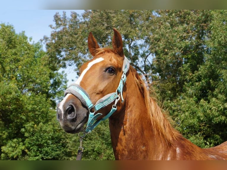 Andere Rassen Hengst 1 Jaar 165 cm Bruin in Le Pin