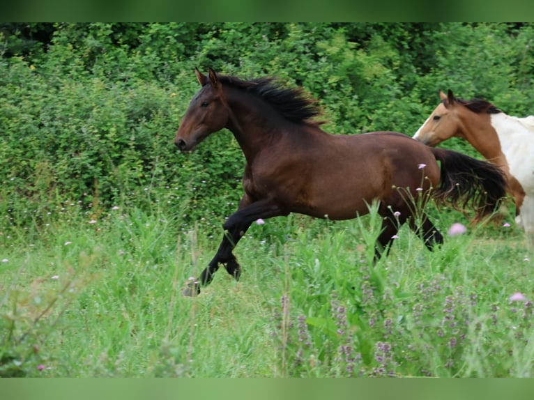 Andere Rassen Mix Hengst 1 Jaar 165 cm Zwartbruin in Saussan
