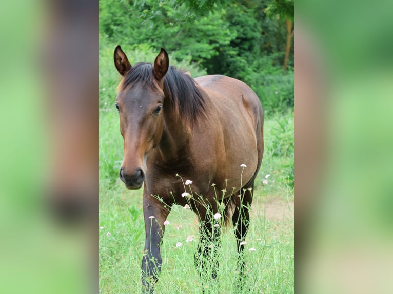 Andere Rassen Mix Hengst 1 Jaar 165 cm Zwartbruin in Saussan