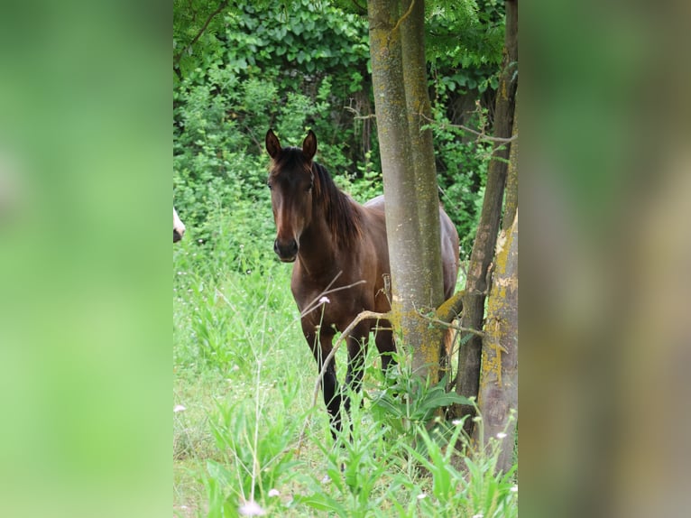 Andere Rassen Mix Hengst 1 Jaar 165 cm Zwartbruin in Saussan