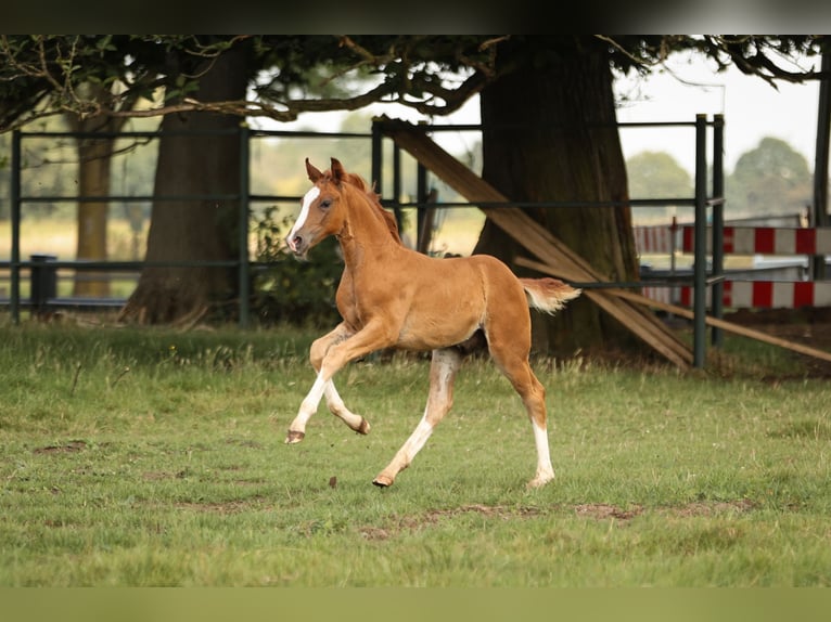 Andere Rassen Hengst 1 Jaar 173 cm Donkere-vos in Moers