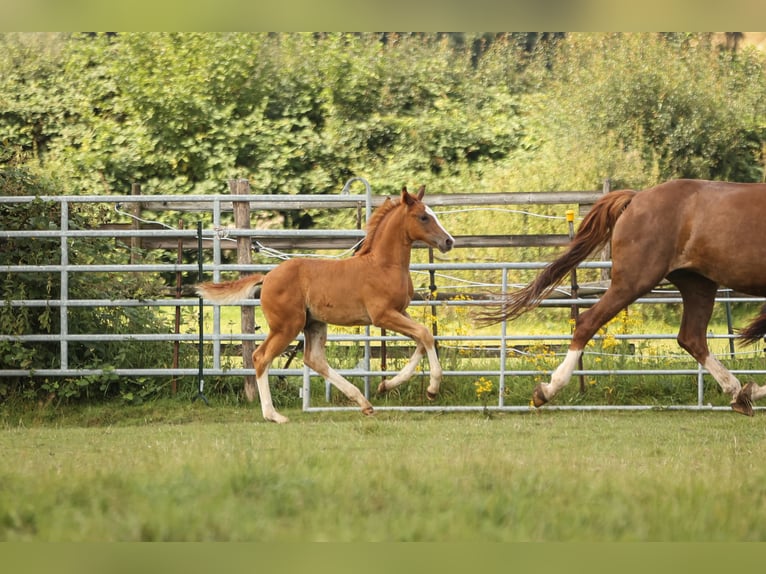 Andere Rassen Hengst 1 Jaar 173 cm Donkere-vos in Moers