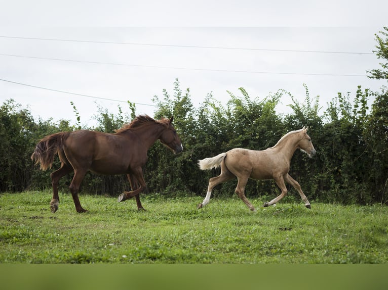 Andere Rassen Mix Hengst 1 Jaar 175 cm Palomino in Loye sur Arnon