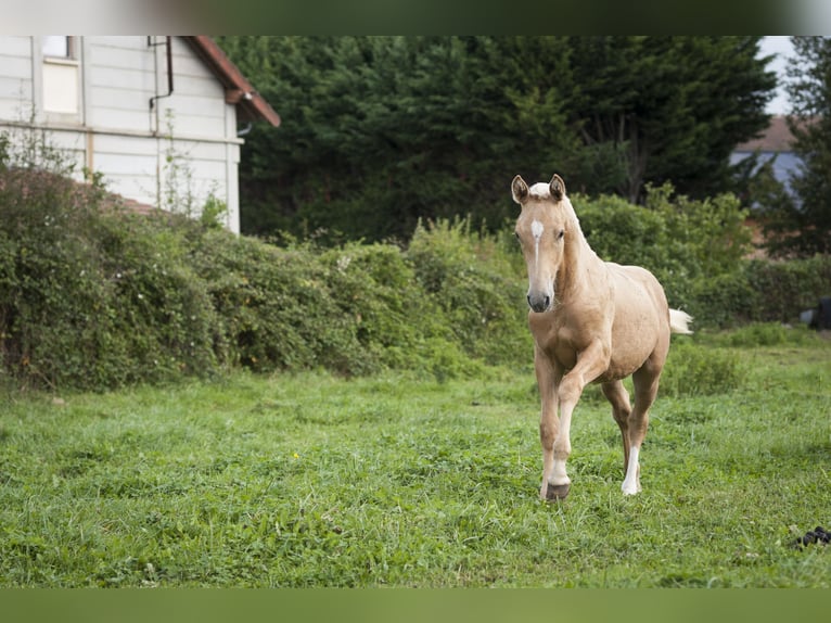 Andere Rassen Mix Hengst 1 Jaar 175 cm Palomino in Loye sur Arnon