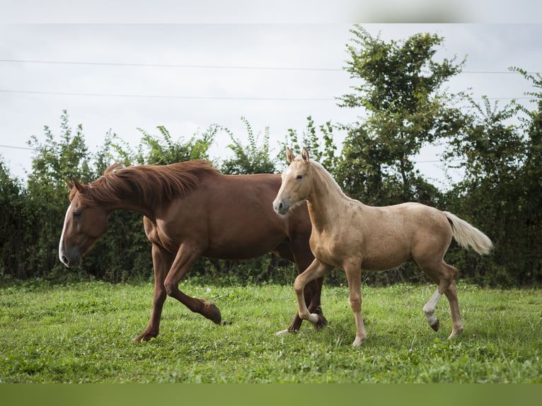 Andere Rassen Mix Hengst 1 Jaar 175 cm Palomino in Loye sur Arnon