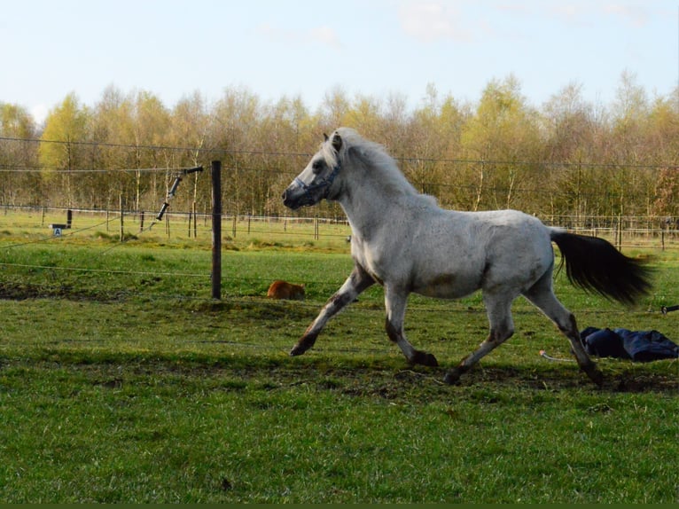 Andere Rassen Hengst 1 Jaar Appaloosa in Elspeet