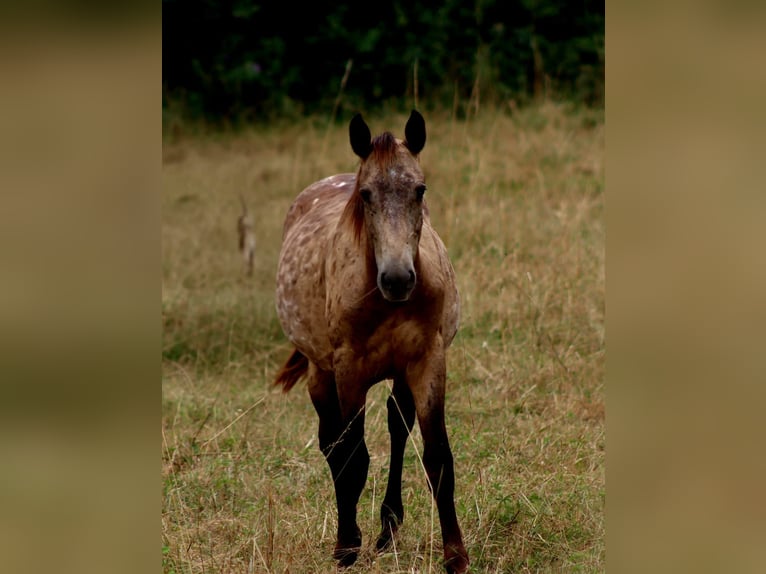 Andere Rassen Hengst 1 Jaar Appaloosa in Landorthe