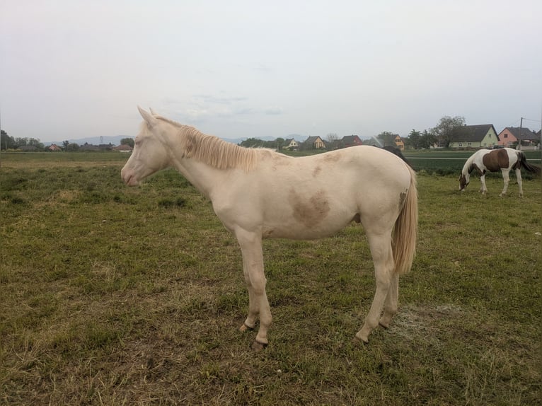 Andere Rassen Mix Hengst 1 Jaar Cremello in OBERSAASHEIM