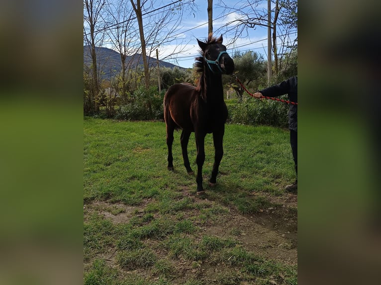 Andere Rassen Mix Hengst 1 Jaar Donkerbruin in Santa Maria Capua Vetere