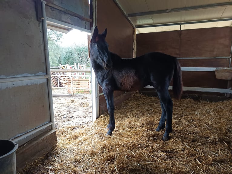 Andere Rassen Mix Hengst 1 Jaar Donkerbruin in Santa Maria Capua Vetere