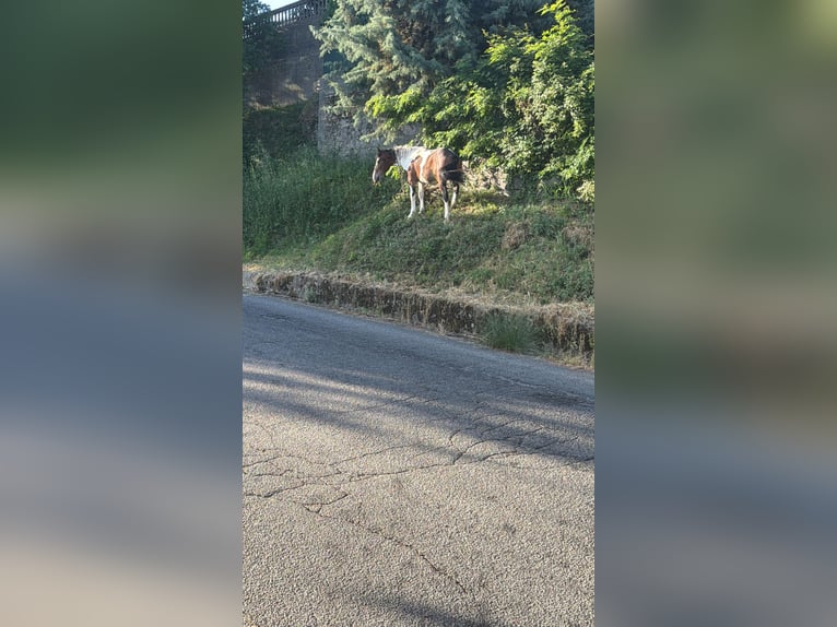 Andere Rassen Hengst 1 Jaar Gevlekt-paard in MandatoricciO