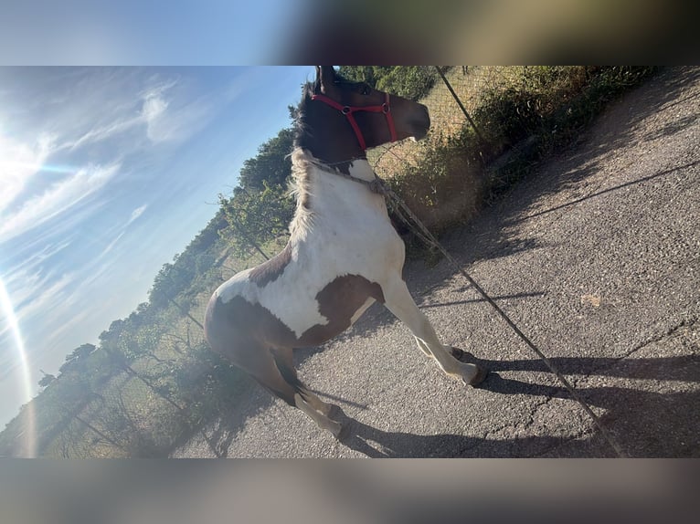 Andere Rassen Hengst 1 Jaar Gevlekt-paard in MandatoricciO