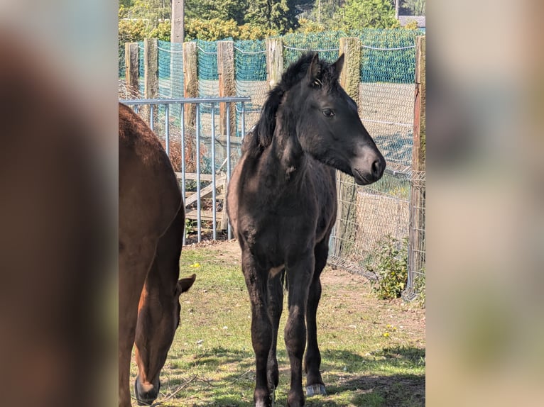 Andere Rassen Hengst 1 Jaar Overo-alle-kleuren in Grez-doiceau
