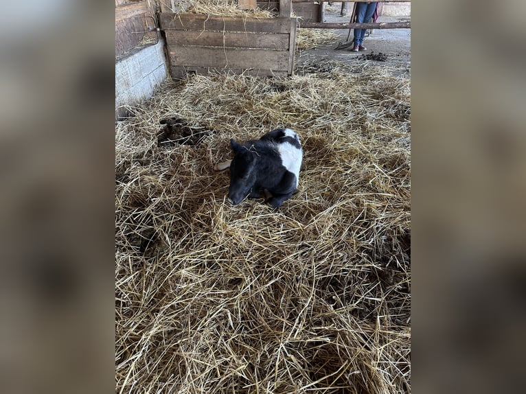 Andere Rassen Hengst 2 Jaar 110 cm kan schimmel zijn in Pregarten
