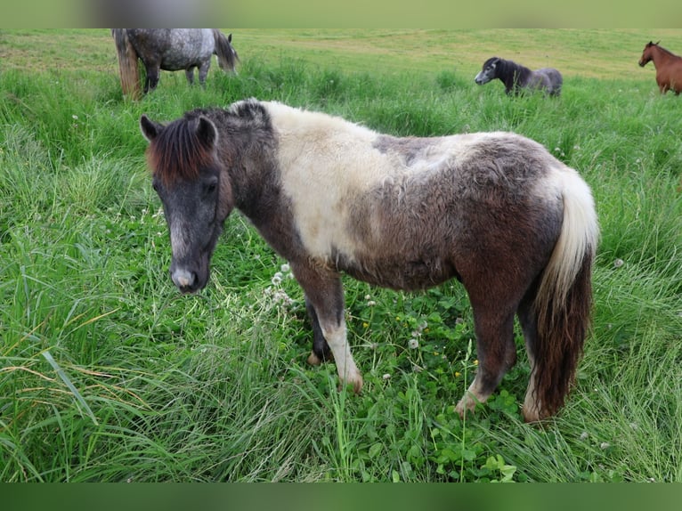 Andere Rassen Hengst 2 Jaar 110 cm kan schimmel zijn in Pregarten
