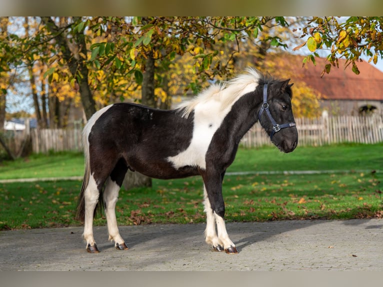 Andere Rassen Hengst 2 Jaar 116 cm Gevlekt-paard in GROTE-BROGEL