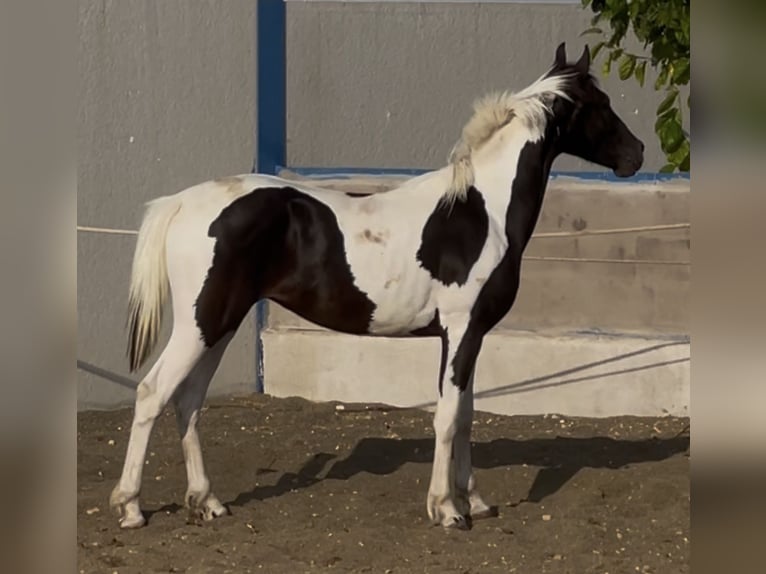 Andere Rassen Hengst 2 Jaar 145 cm Tobiano-alle-kleuren in Fuente Alamo