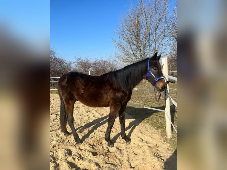 Andere Rassen Hengst 2 Jaar 146 cm Donkerbruin in Karlsruhe