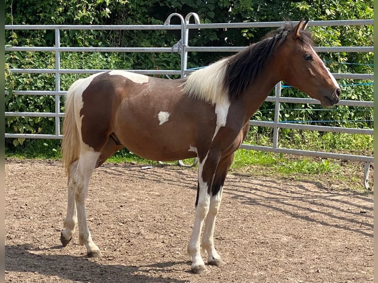 Andere Rassen Hengst 2 Jaar 150 cm Grullo in Niederaula