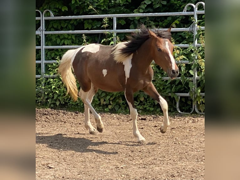 Andere Rassen Hengst 2 Jaar 150 cm Grullo in Niederaula