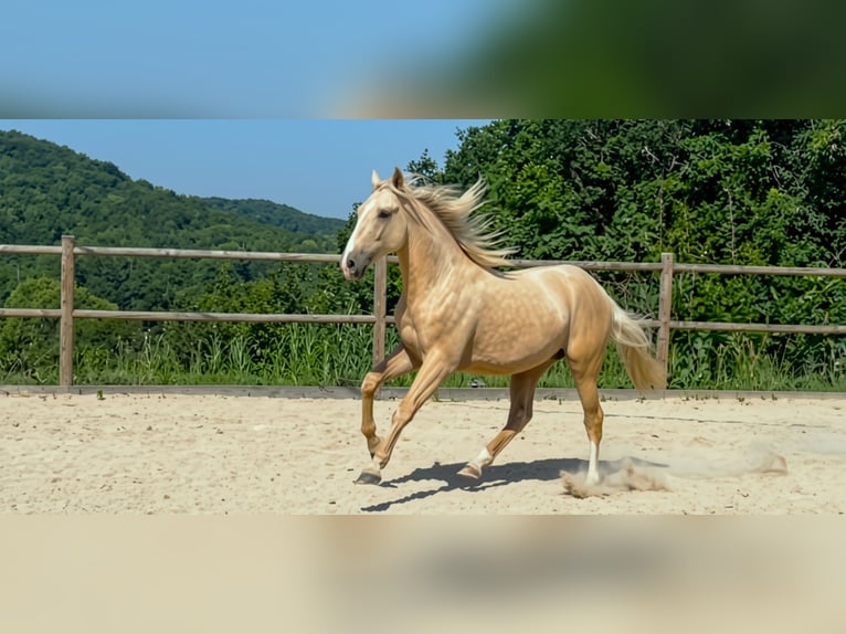 Andere Rassen Hengst 2 Jaar 160 cm Palomino in Fabas