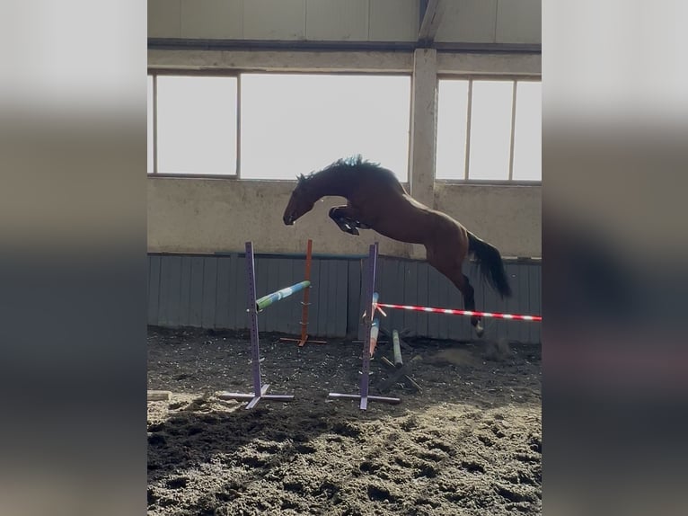 Andere Rassen Hengst 2 Jaar 166 cm Bruin in Pleven