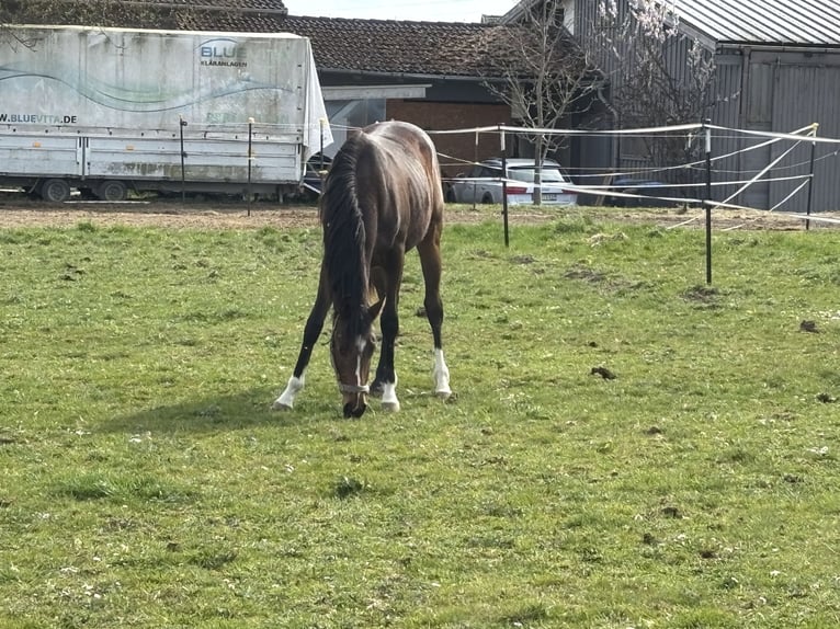 Andere Rassen Hengst 2 Jaar 167 cm Bruin in Griesstätt