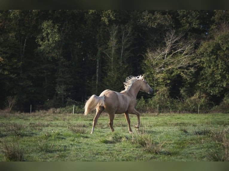 Andere Rassen Mix Hengst 2 Jaar 175 cm Palomino in Loye sur Arnon