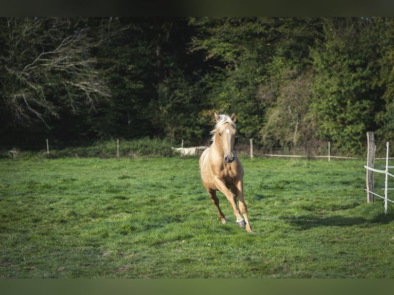Andere Rassen Mix Hengst 2 Jaar 175 cm Palomino in Loye sur Arnon
