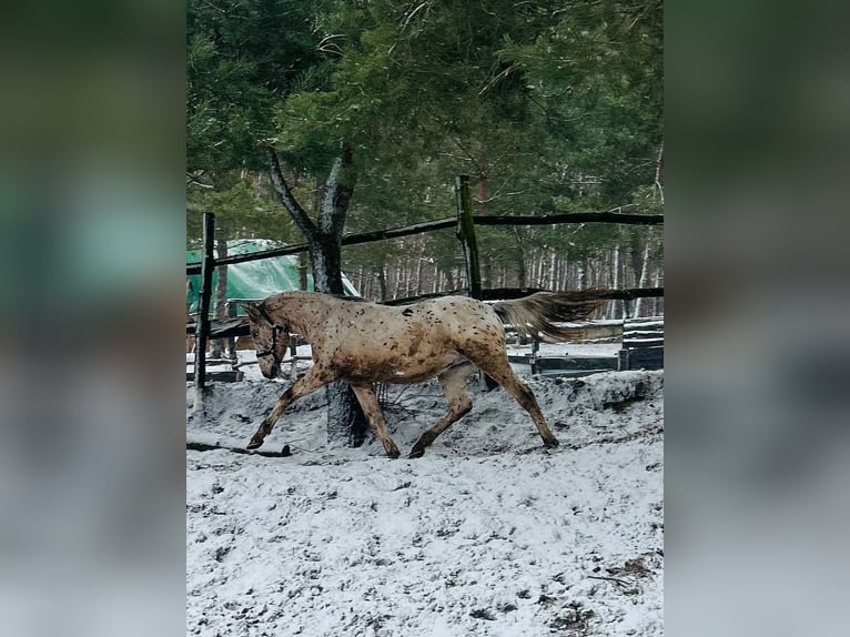 Andere Rassen Mix Hengst 2 Jaar Appaloosa in kazimierz
