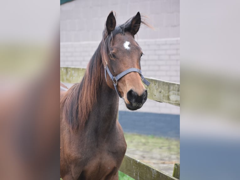 Andere Rassen Hengst 2 Jaar Donkerbruin in Achtmaal