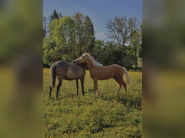 Andere Rassen Hengst 2 Jaar Palomino in Montmeillant